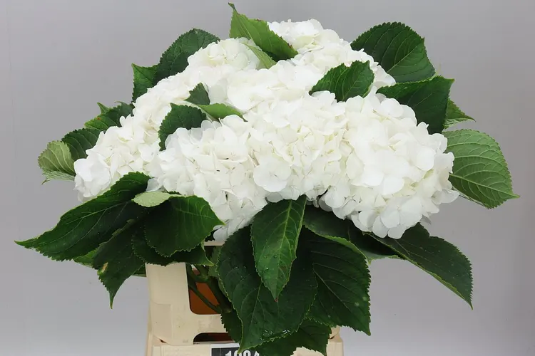 Hortenzia Verena White 60 cm