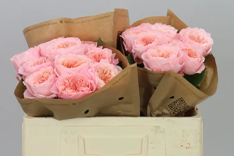 Rosa Gar Mayfield! 50 cm