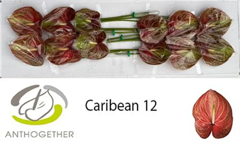 Antúrium Caribean