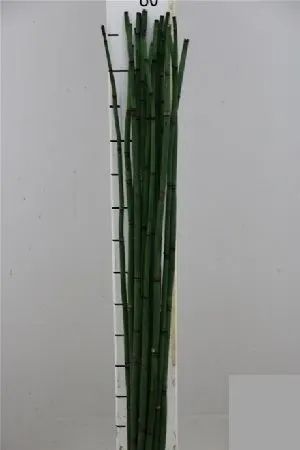 Bamboe Snakegras 70 cm