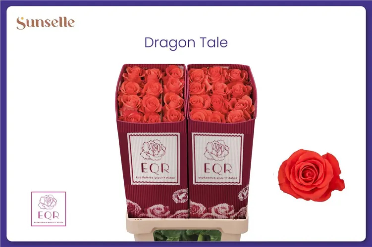 Ruža Col Dragon Tale 50 cm
