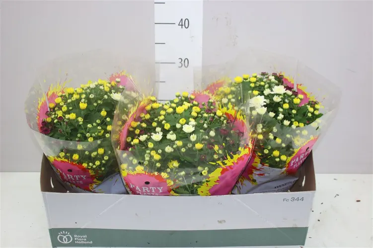 Chrysanth Carnaval Schaal črepník 23 cm