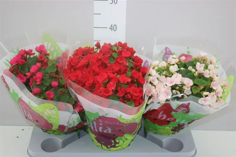 Begonia En Betulia Gemengd črepník 19 cm