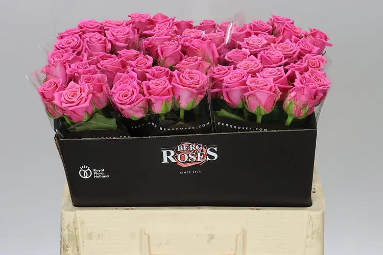 Ruža Charlotte 55 cm