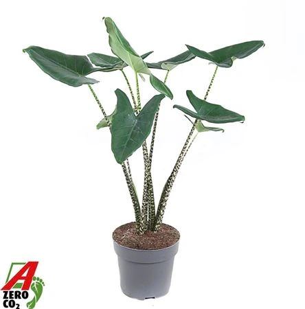 Alocasia Zebrina črepník 24 cm