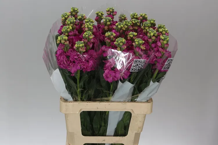 Matthiola Hot Pink Imp 65 cm