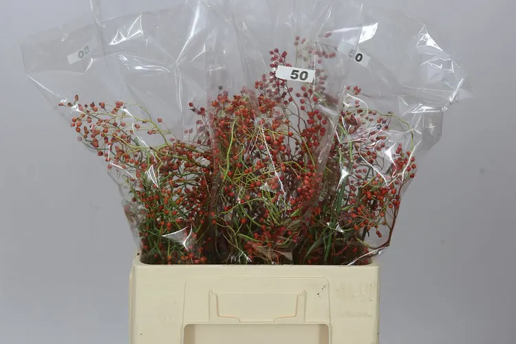 Rozenbottel Corallo 50 cm