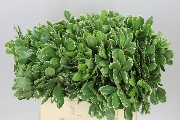 Pittosporum Ilan 60 cm
