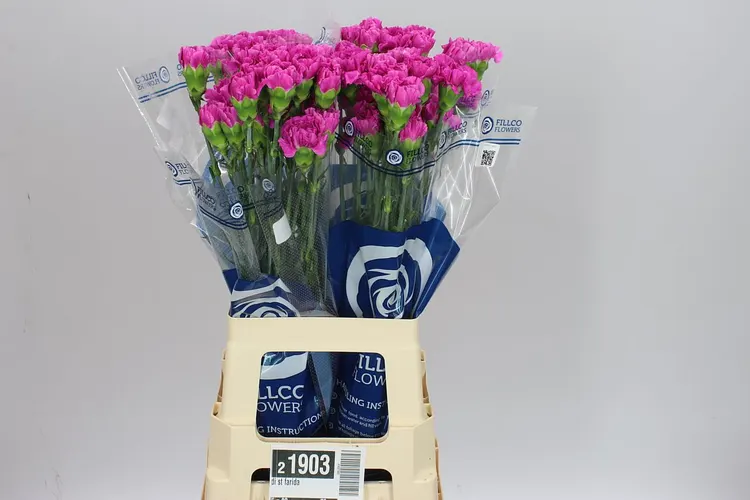 Karafiát Farida 70 cm