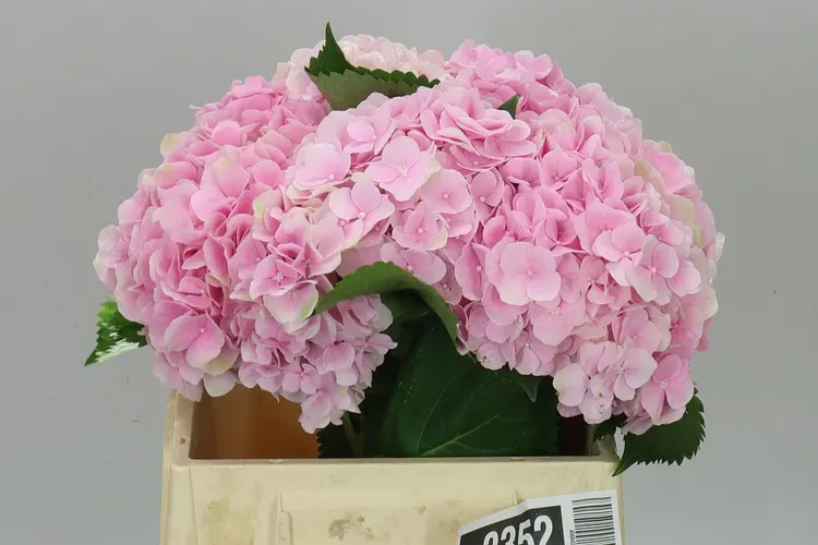 Hortenzia Verena Pink Pale 40 cm
