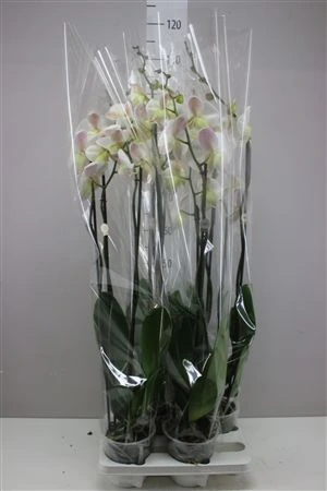 Orchidea Phalaenopsis biela, 3 výhony črepník 15 cm