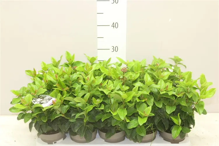 Viburnum Tinus črepník 11 cm