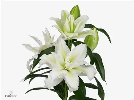Lil Or Roselily Aisha White ( Double ) 90 cm
