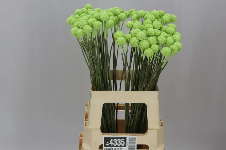 Craspedia Painted Mint Green 60 cm