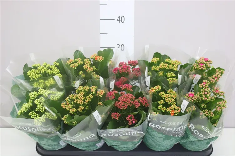 Kalanchoe Rosalina Mix črepník 12 cm