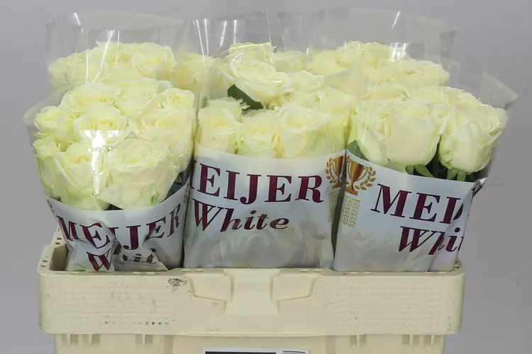 Ruža Avalanche Meijer White 50 cm