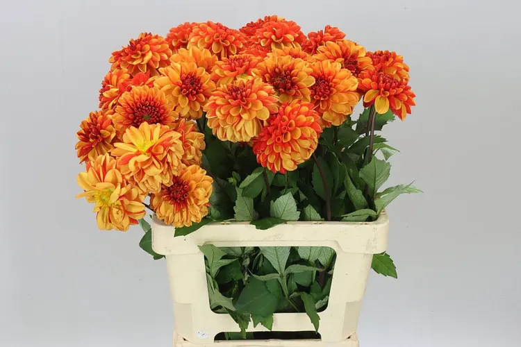 Dahlia American Sunset 60 cm