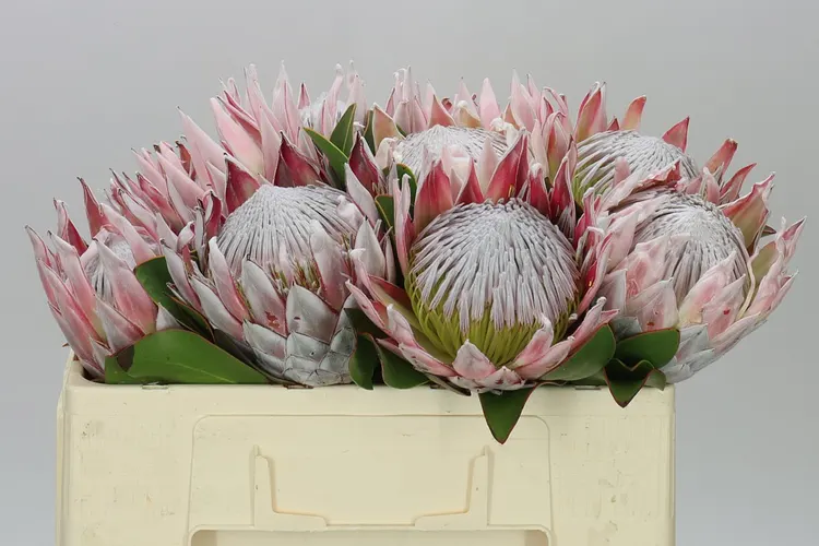 Protea Cynaroides 50 cm