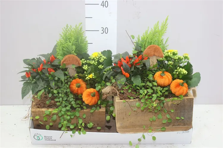 Arr Tuinplanten In Houten Bak črepník 23 cm