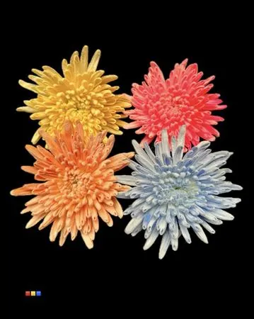 Chr G Ana Snow Mix 70 cm