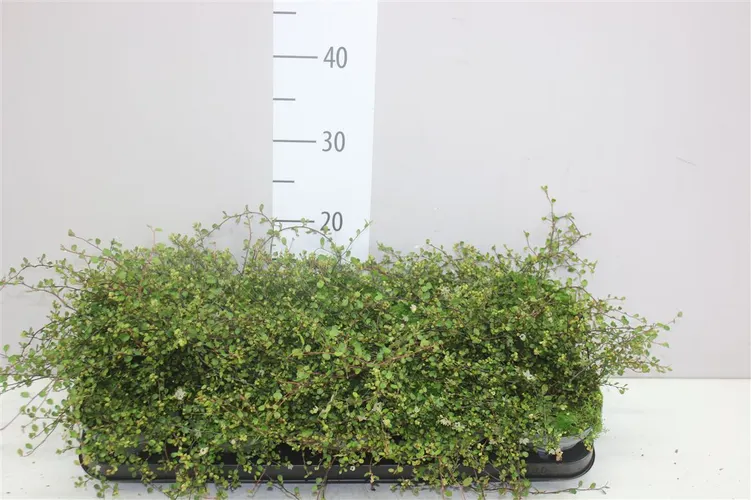 Muehlenbeckia Co Golden Girl črepník 12 cm