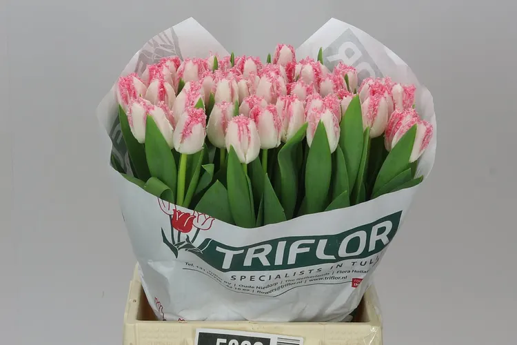 Tulipán strapkatý Neglige 40 cm