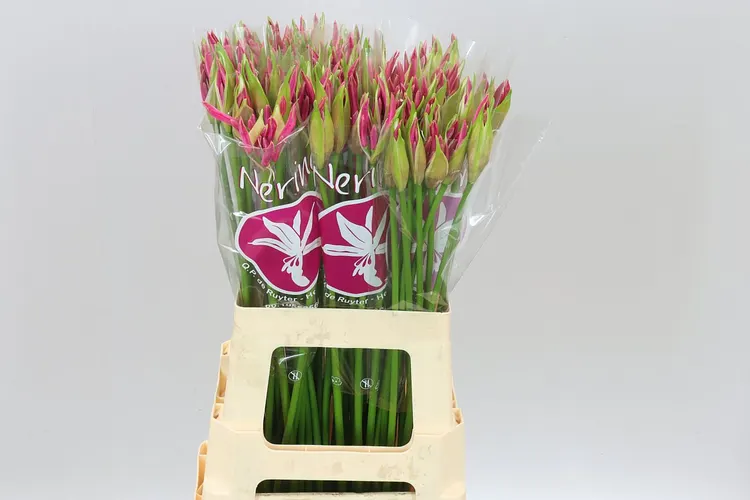 Nerine Bo Bas Van Roon 65 cm