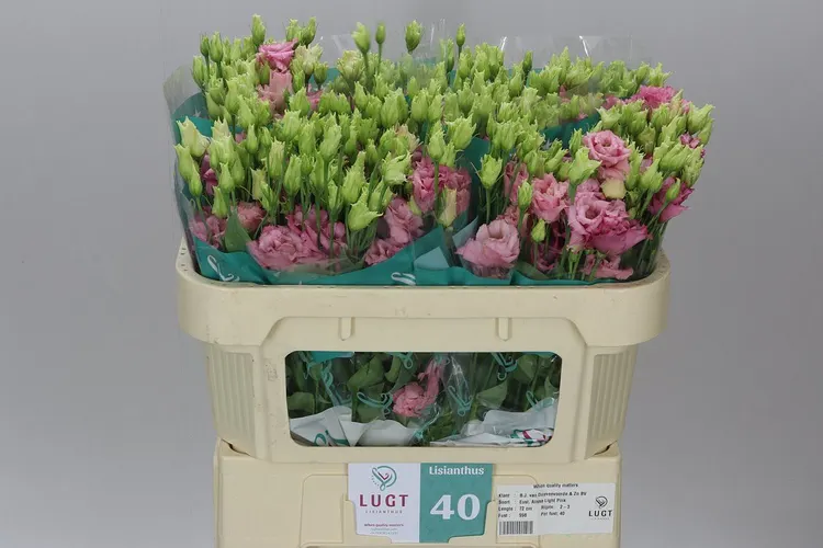 Eustóma plnokvetá Alissa L Pink 72 cm