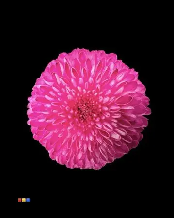 Chr G Superbowl Cerise 80 cm