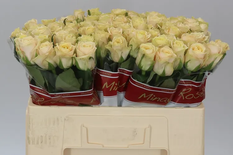 Ruža Top Fair! 50 cm