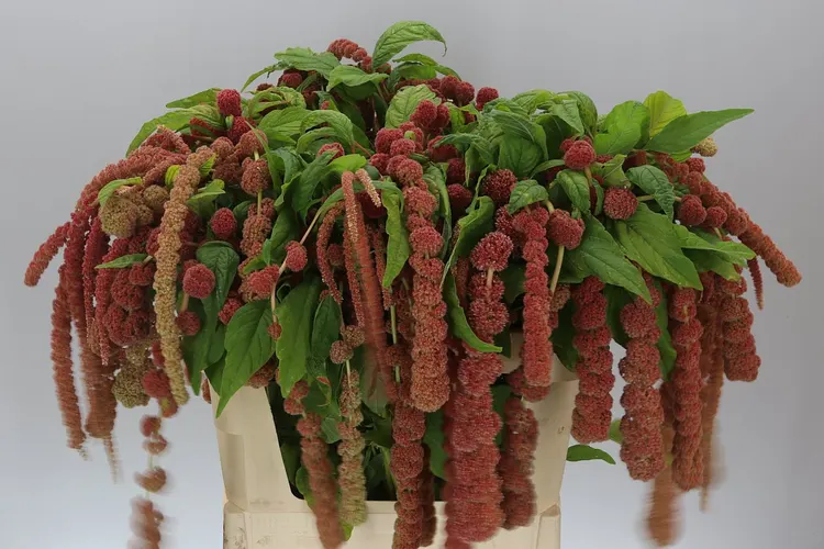 Amaranthus Ca Coral Fountain 75 cm