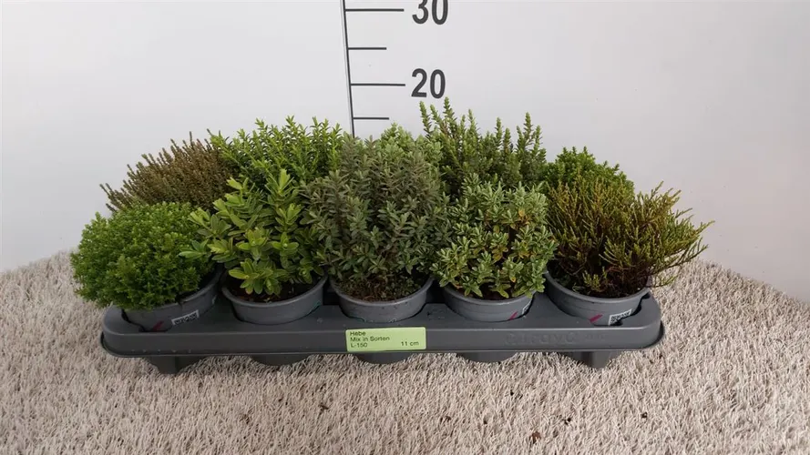 Hebe Green Boys Gemengd črepník 11 cm