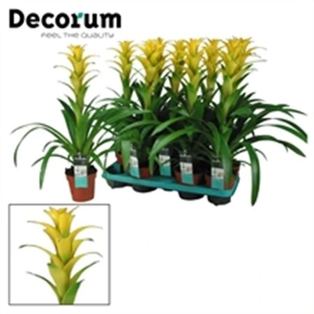 Guzmania Hilda črepník 13 cm