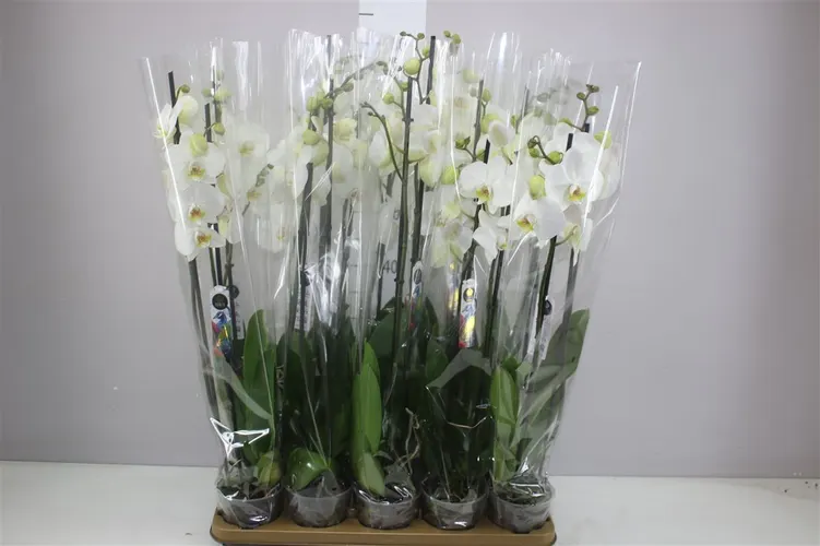 Phal Silhouette 2 Tak črepník 12 cm