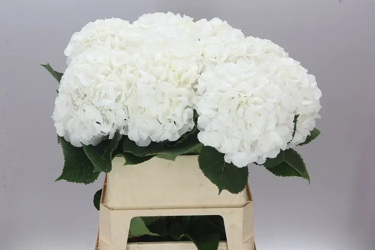 Hydrangea Verena White 80 cm