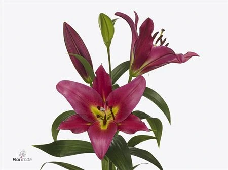 Ľalia orientálna Touchstone 90 cm