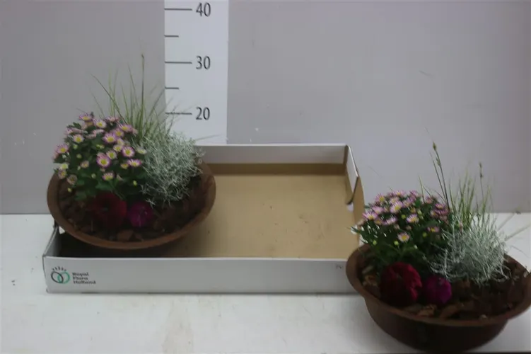 Arr Tuinplanten In Zinken Schaal Roest črepník 29 cm