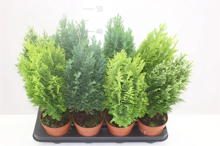 Coniferen Gemengd črepník 13 cm