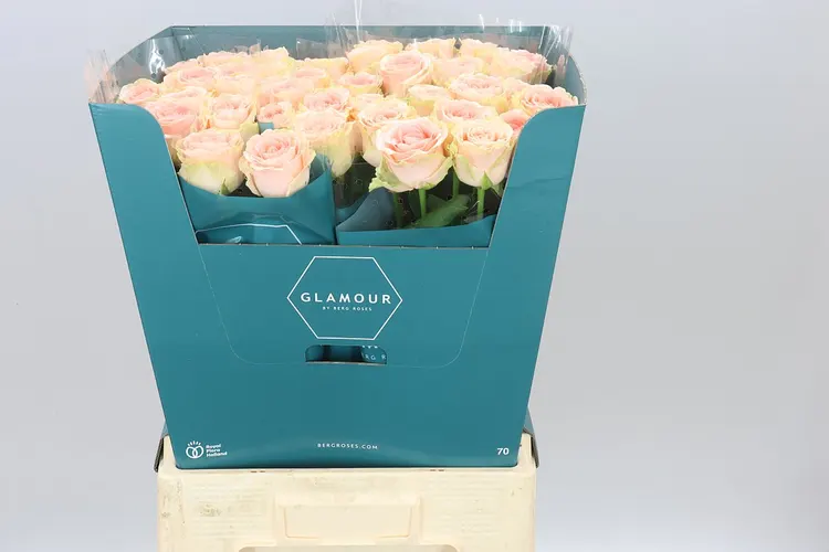 Rosa Gr Doris Day 70 cm