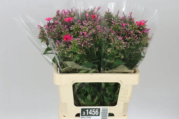 Phlox P Tracy 60 cm