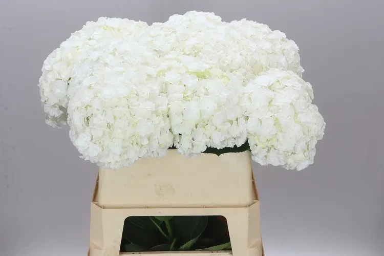 Hyd Highnes 80 cm