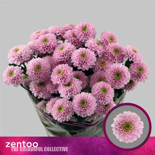 Chr T Letsgo Pink 70 cm