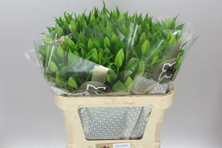 Ľalia orientálna Toba 80 cm