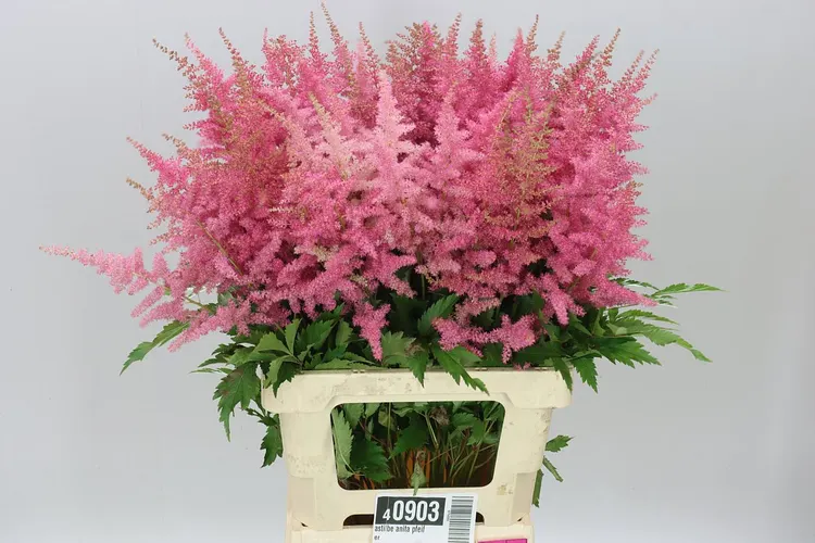 Astilbe Anita Pfeifer 70 cm