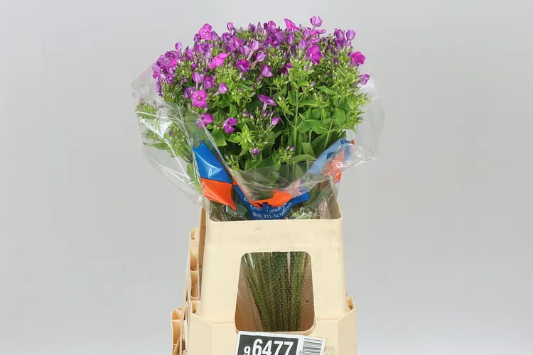 Phlox Sky Eyes 60 cm