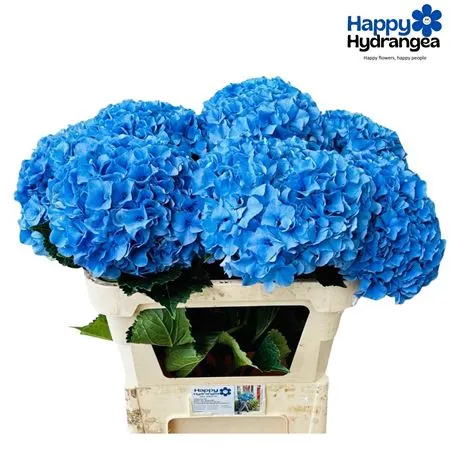 Hyd Parade 80 cm