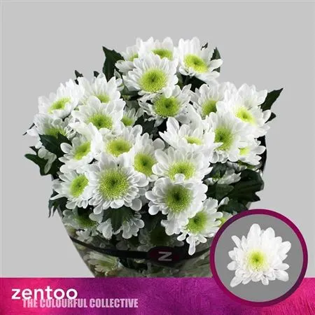 Chr T Radost 70 cm