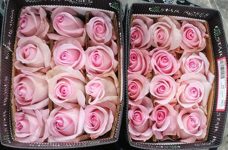 Rosa Gr Ec Pink Porcelain 50 cm