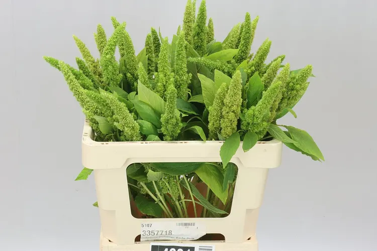 Amarant Green Thumb 60 cm