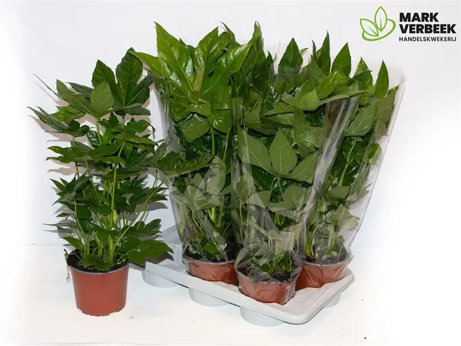 Fatsia Japonica črepník 17 cm
